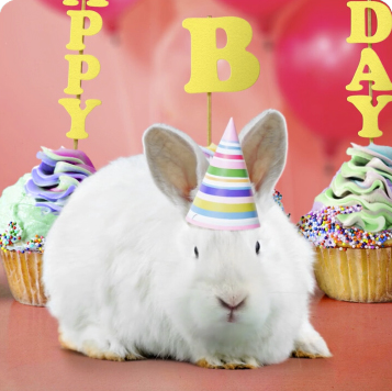Bunny Birthday